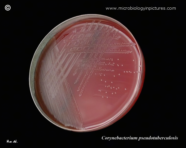 c.pseudotuberculosis on blood agar plate
